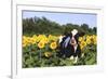 Holstein Cow Standing in Sunflowers, Pecatonica, Illinois, USA-Lynn M^ Stone-Framed Photographic Print