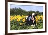 Holstein Cow Standing in Sunflowers, Pecatonica, Illinois, USA-Lynn M^ Stone-Framed Photographic Print