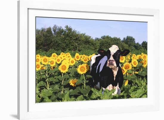 Holstein Cow Standing in Sunflowers, Pecatonica, Illinois, USA-Lynn M^ Stone-Framed Photographic Print