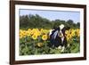 Holstein Cow Standing in Sunflowers, Pecatonica, Illinois, USA-Lynn M^ Stone-Framed Photographic Print