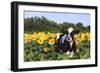 Holstein Cow Standing in Sunflowers, Pecatonica, Illinois, USA-Lynn M^ Stone-Framed Photographic Print