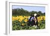 Holstein Cow Standing in Sunflowers, Pecatonica, Illinois, USA-Lynn M^ Stone-Framed Photographic Print