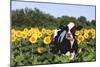 Holstein Cow Standing in Sunflowers, Pecatonica, Illinois, USA-Lynn M^ Stone-Mounted Photographic Print