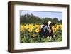 Holstein Cow Standing in Sunflowers, Pecatonica, Illinois, USA-Lynn M^ Stone-Framed Photographic Print