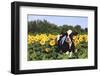 Holstein Cow Standing in Sunflowers, Pecatonica, Illinois, USA-Lynn M^ Stone-Framed Photographic Print