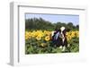 Holstein Cow Standing in Sunflowers, Pecatonica, Illinois, USA-Lynn M^ Stone-Framed Photographic Print