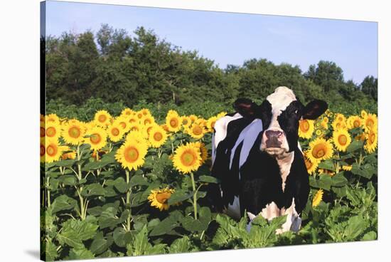 Holstein Cow Standing in Sunflowers, Pecatonica, Illinois, USA-Lynn M^ Stone-Stretched Canvas