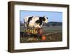 Holstein Cow Standing Next to Wooden Wagon and its Load of Gourds, Starks, Illinois, USA-Lynn M^ Stone-Framed Photographic Print