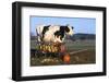 Holstein Cow Standing Next to Wooden Wagon and its Load of Gourds, Starks, Illinois, USA-Lynn M^ Stone-Framed Photographic Print