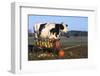 Holstein Cow Standing Next to Wooden Wagon and its Load of Gourds, Starks, Illinois, USA-Lynn M^ Stone-Framed Photographic Print