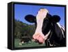 Holstein Cow Sticking its Tongue Out-Lynn M^ Stone-Framed Stretched Canvas