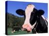 Holstein Cow Sticking its Tongue Out-Lynn M^ Stone-Stretched Canvas