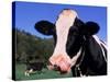 Holstein Cow Sticking its Tongue Out-Lynn M^ Stone-Stretched Canvas