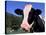 Holstein Cow Sticking its Tongue Out-Lynn M^ Stone-Stretched Canvas