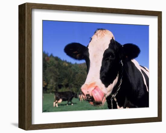 Holstein Cow Sticking its Tongue Out-Lynn M^ Stone-Framed Premium Photographic Print