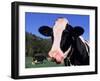 Holstein Cow Sticking its Tongue Out-Lynn M^ Stone-Framed Premium Photographic Print