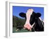 Holstein Cow Sticking its Tongue Out-Lynn M^ Stone-Framed Premium Photographic Print