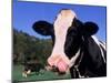 Holstein Cow Sticking its Tongue Out-Lynn M^ Stone-Mounted Premium Photographic Print
