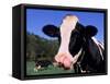 Holstein Cow Sticking its Tongue Out-Lynn M^ Stone-Framed Stretched Canvas