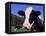Holstein Cow Sticking its Tongue Out-Lynn M^ Stone-Framed Stretched Canvas