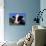 Holstein Cow Sticking its Tongue Out-Lynn M^ Stone-Photographic Print displayed on a wall