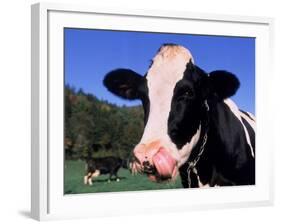 Holstein Cow Sticking its Tongue Out-Lynn M^ Stone-Framed Photographic Print