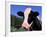 Holstein Cow Sticking its Tongue Out-Lynn M^ Stone-Framed Photographic Print