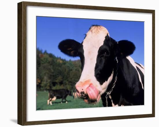 Holstein Cow Sticking its Tongue Out-Lynn M^ Stone-Framed Photographic Print