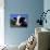 Holstein Cow Sticking its Tongue Out-Lynn M^ Stone-Mounted Photographic Print displayed on a wall