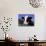 Holstein Cow Sticking its Tongue Out-Lynn M^ Stone-Mounted Photographic Print displayed on a wall