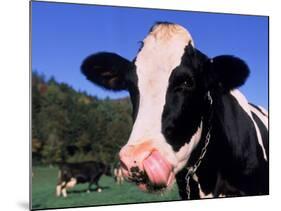 Holstein Cow Sticking its Tongue Out-Lynn M^ Stone-Mounted Photographic Print