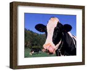 Holstein Cow Sticking its Tongue Out-Lynn M^ Stone-Framed Photographic Print