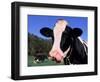 Holstein Cow Sticking its Tongue Out-Lynn M^ Stone-Framed Photographic Print