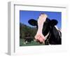 Holstein Cow Sticking its Tongue Out-Lynn M^ Stone-Framed Photographic Print