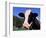 Holstein Cow Sticking its Tongue Out-Lynn M^ Stone-Framed Photographic Print