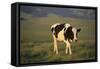 Holstein Cow Walking through a Field-DLILLC-Framed Stretched Canvas