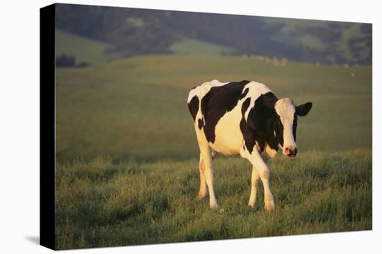 Holstein Cow Walking through a Field-DLILLC-Stretched Canvas