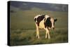 Holstein Cow Walking through a Field-DLILLC-Stretched Canvas