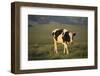 Holstein Cow Walking through a Field-DLILLC-Framed Photographic Print