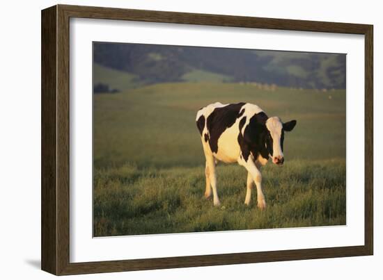 Holstein Cow Walking through a Field-DLILLC-Framed Photographic Print