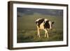 Holstein Cow Walking through a Field-DLILLC-Framed Photographic Print