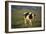 Holstein Cow Walking through a Field-DLILLC-Framed Photographic Print