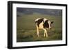 Holstein Cow Walking through a Field-DLILLC-Framed Photographic Print