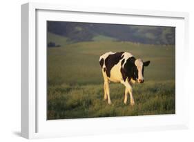 Holstein Cow Walking through a Field-DLILLC-Framed Photographic Print