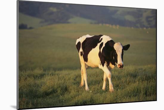 Holstein Cow Walking through a Field-DLILLC-Mounted Photographic Print