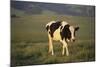 Holstein Cow Walking through a Field-DLILLC-Mounted Photographic Print