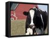 Holstein Cow with Tongue in Nose-Lynn M^ Stone-Framed Stretched Canvas