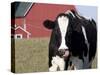 Holstein Cow with Tongue in Nose-Lynn M^ Stone-Stretched Canvas