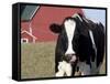 Holstein Cow with Tongue in Nose-Lynn M^ Stone-Framed Stretched Canvas