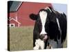 Holstein Cow with Tongue in Nose-Lynn M^ Stone-Stretched Canvas